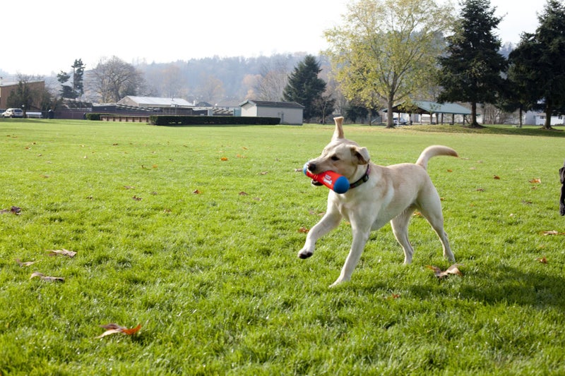 ChuckIt! Tumble Bumper Dog Toy, Medium - Image 3